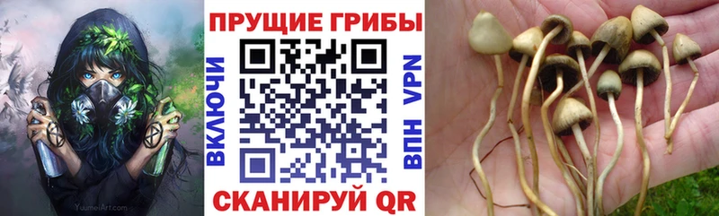 нарко площадка как зайти  блэк спрут сайт  Петровск  Псилоцибиновые грибы Magic Shrooms 
